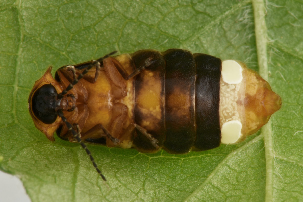 Lampyridae: femmina di Luciola lusitanica, ora L. pedemontana